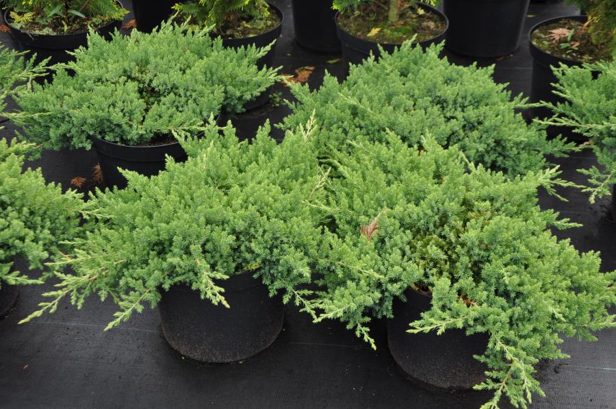 Можжевельник лежачий Нана