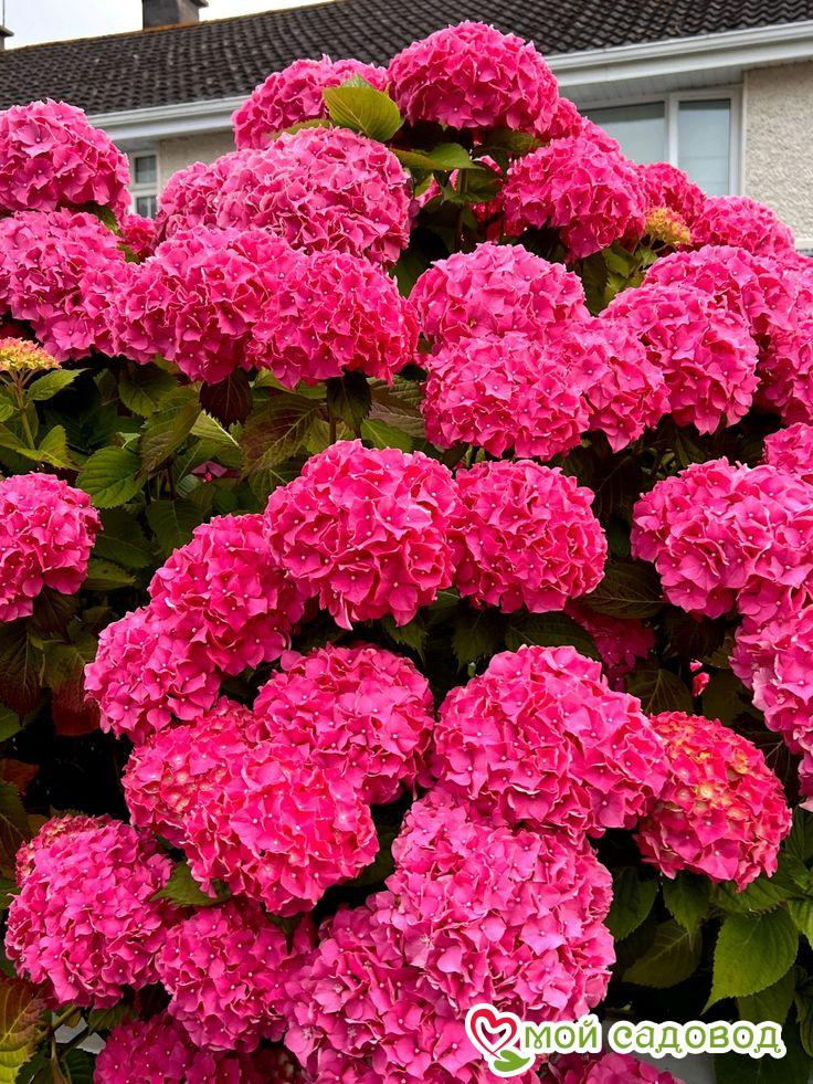 Гортензия крупнолистная Сибилла / Мася ЗКС