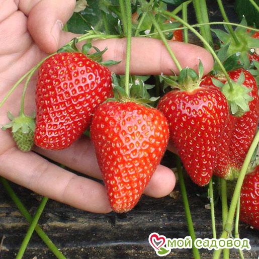 Клубника Сирия – 1 ₽