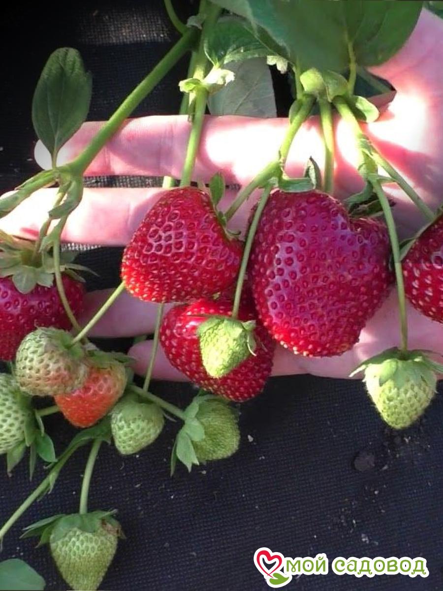 Клубника Вибрант (ранний сорт)