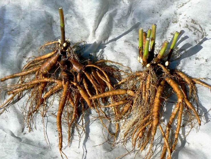 Лилейник Файер Глайд