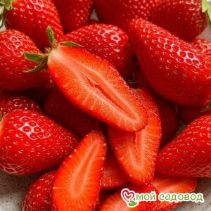 Клубника Лорд Рубин